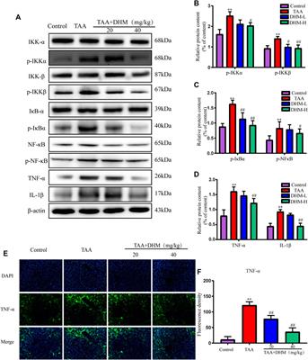 Dihydromyricetin Reverses Thioacetamide-Induced Liver Fibrosis Through Inhibiting NF-κB-Mediated Inflammation and TGF-β1-Regulated of PI3K/Akt Signaling Pathway